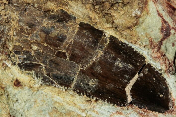 Serrated Abelisaurid Tooth In Situ - Dekkar Formation, Morocco #298668